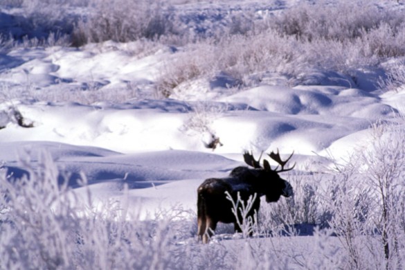 Jacskon Hole USA, lonely moose