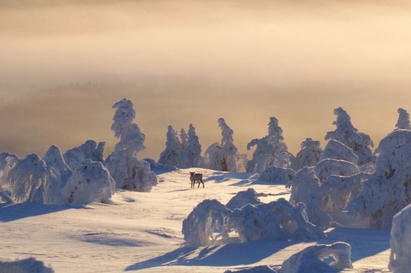 Reindeer, Phya Ski Resort, Finland
