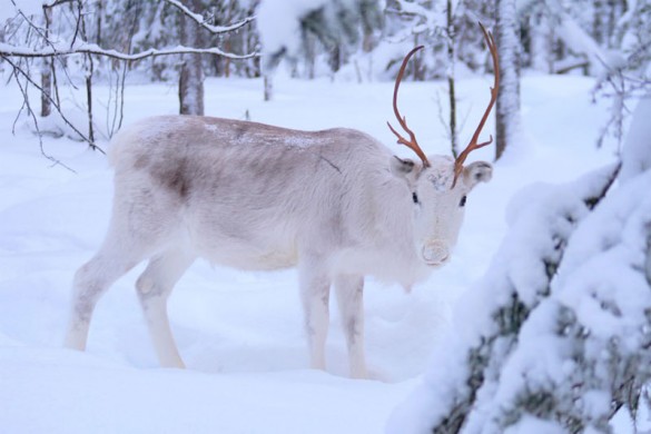 Finland