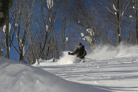 Tree Skier, Hakuba Ski Resort, Japan