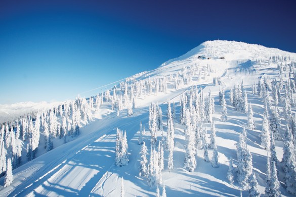 Revelstoke, CA, white trees