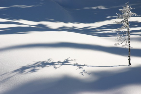 Silver Star CA, lonely tree in deep powder