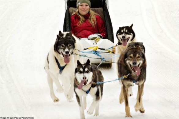 Sun Peaks CA, dog sled