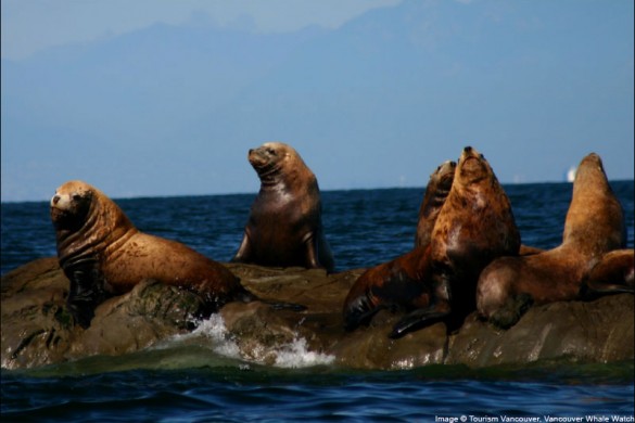 Vancouver city seals, Canada