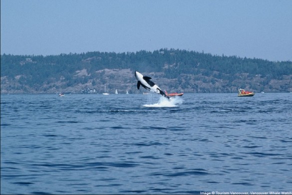 Vancouver city whales, Canada