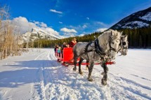 Banff horses