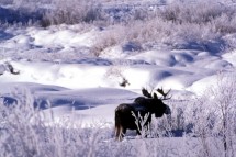 Jacskon Hole USA, lonely moose