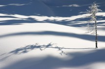 Silver Star CA, lonely tree in deep powder