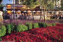 Vancouver city garden, Canada