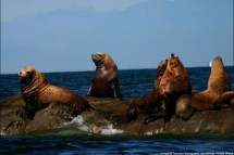 Vancouver city seals, Canada