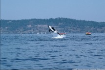Vancouver city whales, Canada