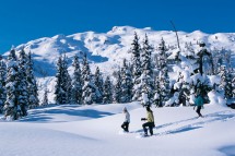 Whistler, USA, stroll through the trees