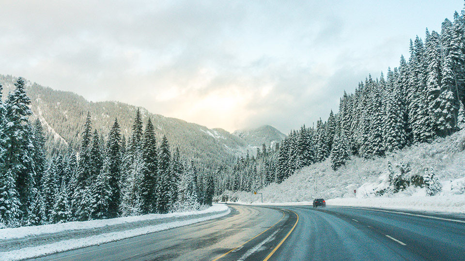 Snow covered trees lining a road